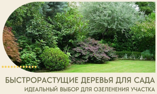 Быстрорастущие деревья для сада идеальный выбор в Альметьевске