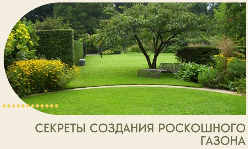 Секреты создания роскошного газона в Альметьевске